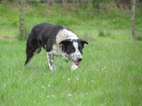 Anglesey Floss