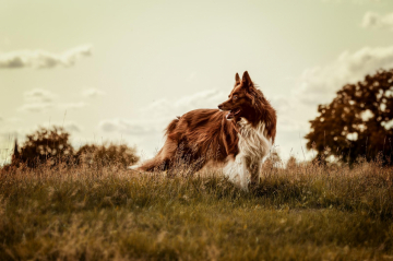 Dazzling Doormouse of Mogwai's Castle