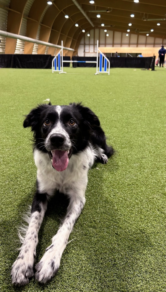 Spotty Dragons Melon Marmolady