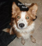 Burnt Toast