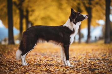 Bright shining Pearls of Stonefields