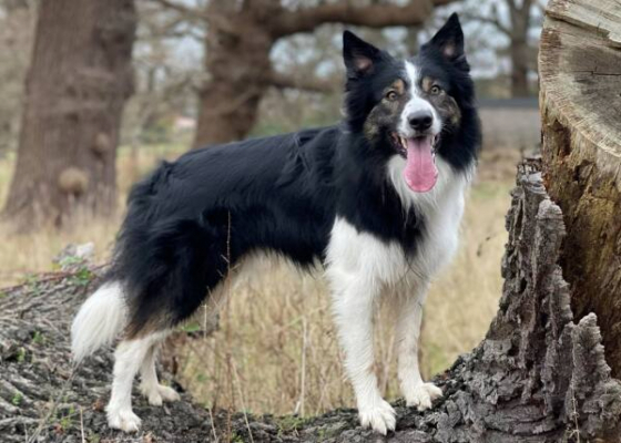 Halligalli Itz An Adventure