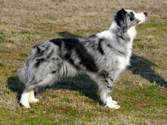 Kynagon C'est Moi Joly