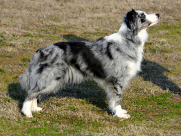 Kynagon C'est Moi Joly