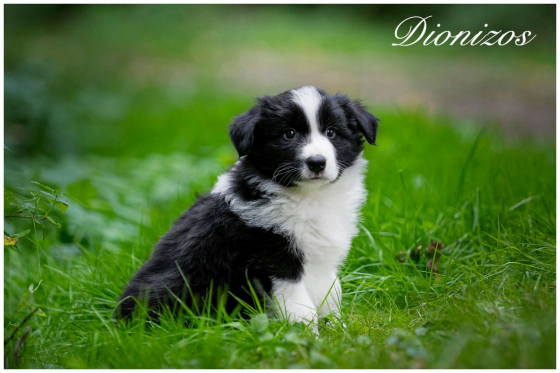 Delong Line Dionizos