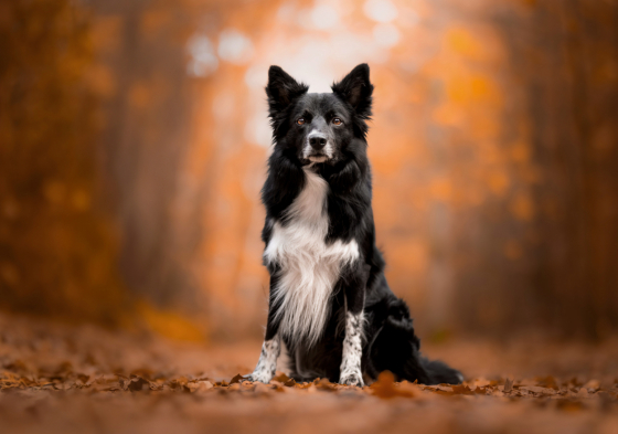 Raksasa Saya Venom End Of Imagination