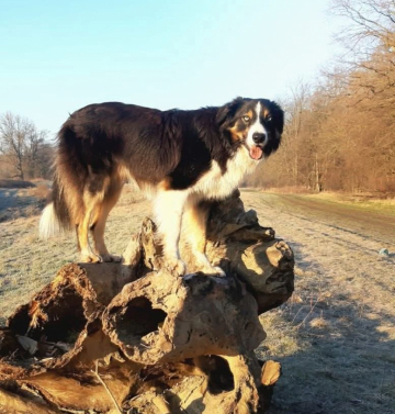 W Enzo Vom Haus Seiffert