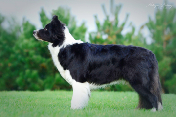 Hermiona z Pocztowej Border Collie