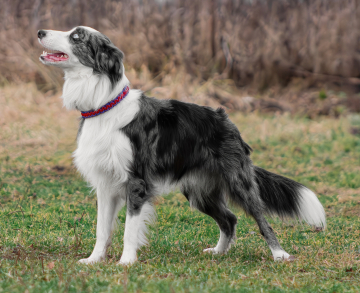 Harry Very Bright Beam