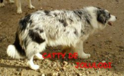 Catty de Jolulodi Border Collie