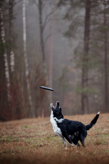 Simply Fab Dash Shepter