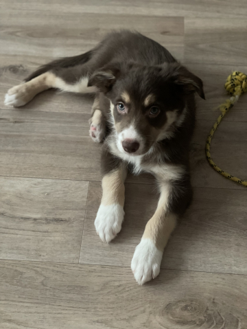 Bingo Horosh Vo Vsem