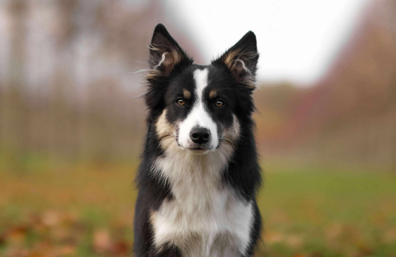 Sync With Chaos The Thrill of The Rush