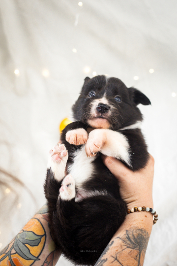 Amaretto Cherry Scoop