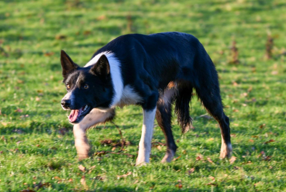 Jardaigh Hymn To Rise
