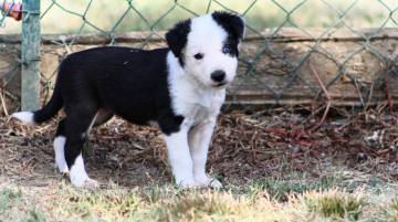 A Lexi Au Royaume d'Une Nuit Etoilee