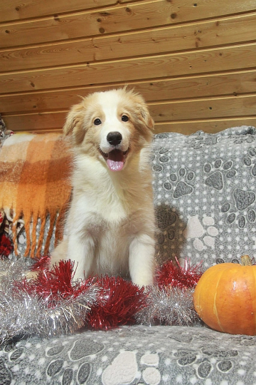 Luch Solntsa Zolotogo