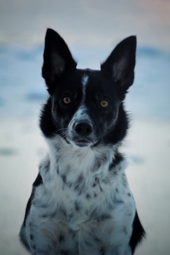 Shila Black & White Story