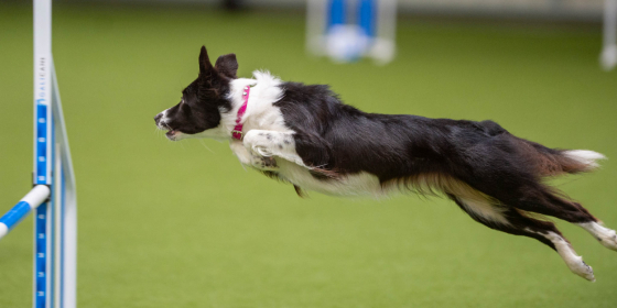 Tornado Toffee Lovelykins