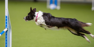 Tornado Toffee Lovelykins