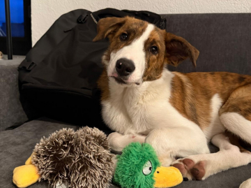 Unai Lovely Little Angel's