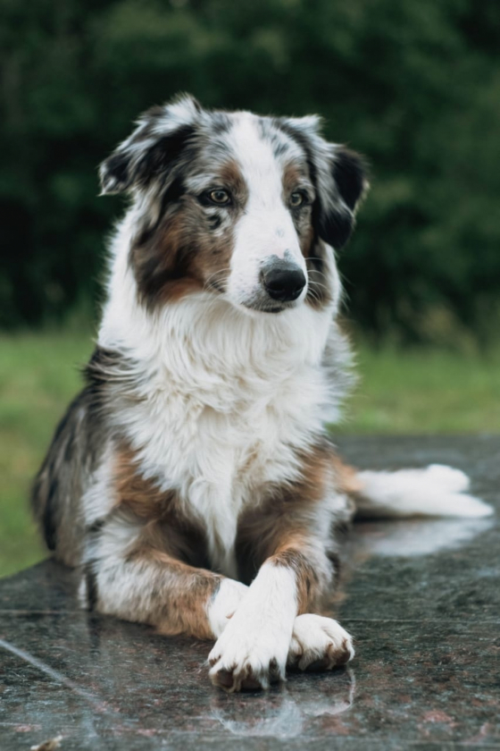 Artik Ice Lady North Star