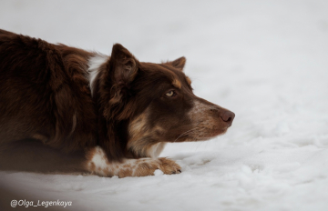 Nafani Scherbet Vishnya V Shokolade