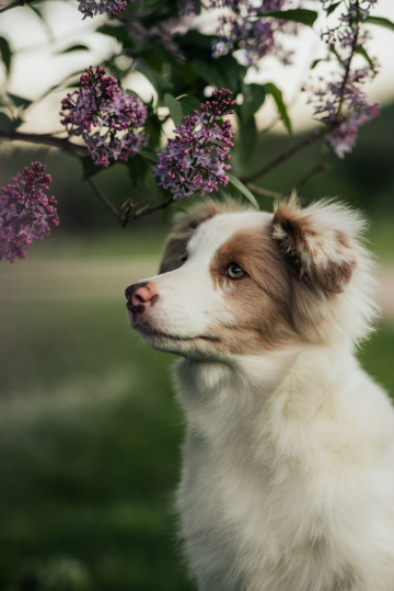 Esthetic Of The Blooming Lilac