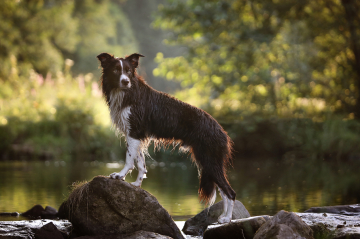 A Wish Comes True Pearls of Stonefields
