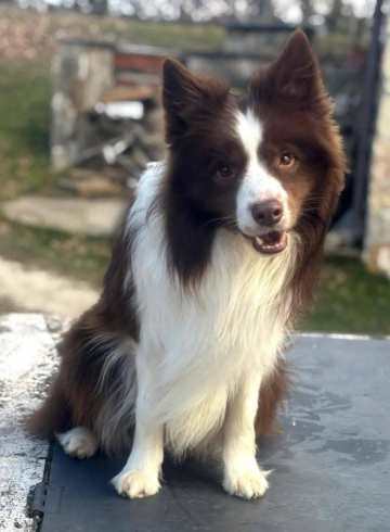 Bordervillage Snickers