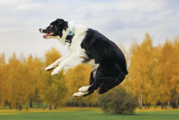 Bovoro Uccellino You You