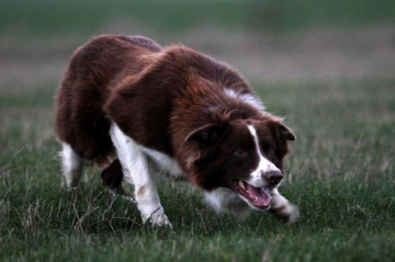 Trust Your Heart And Call Me Clyde