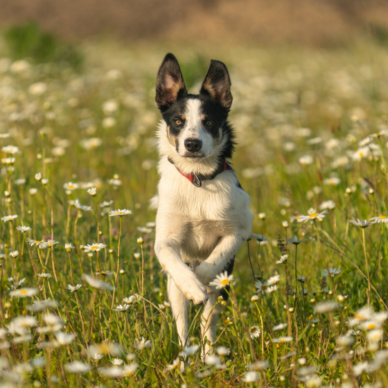 The Greatest Bolt Shepter