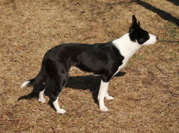 Firework Hill Explosive Tass