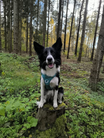 Harry Potter from Real Dog Paradise