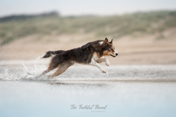 Shepherds Wish Thorvi Goddess of Thunder