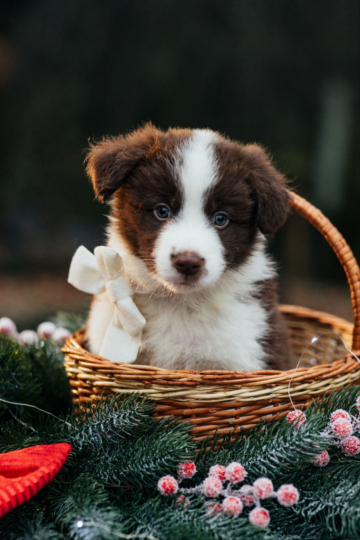 Use The Dragon's Fire