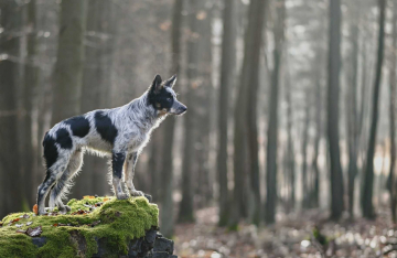 Wake Up Your Brain Yakuza