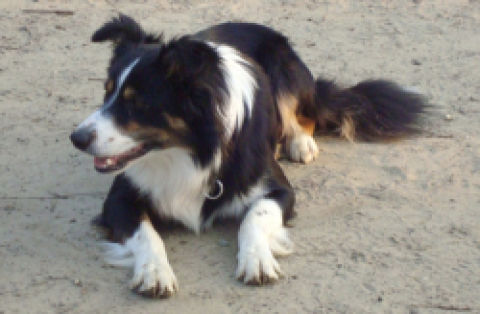 I Am Pacco From Doggone Borders