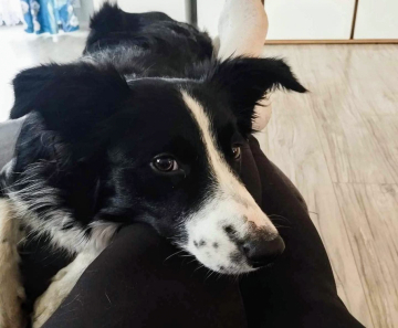 Tessa Bonnie Scotland