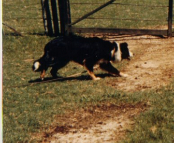 Calou Du Manoir Du Lac