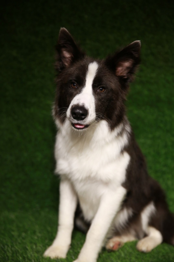 Ryzhaya Molniya Galaktika