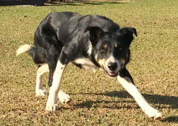 Gary Border Dog