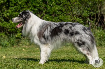 Mr. Blue Sky z Cernobilych