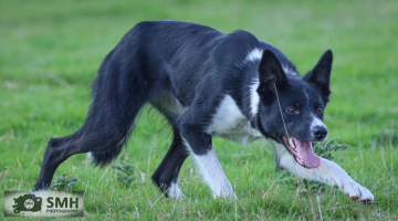 Usk Vale Flo