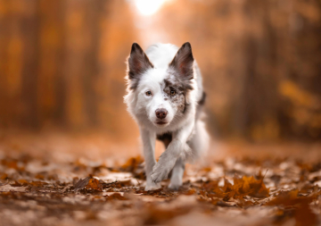 How To Be Aemond Endless Light