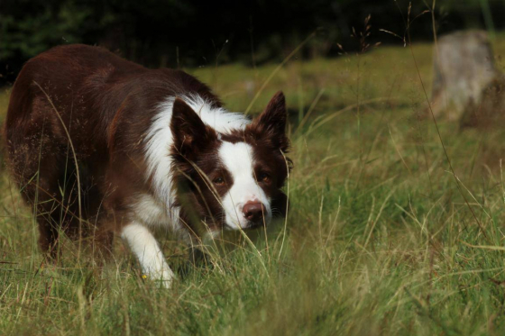 Dru From The Stone Of Scone