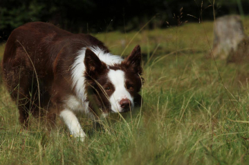Dru From The Stone Of Scone