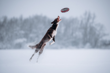 Mardekar Malazar The First Border On The Moon