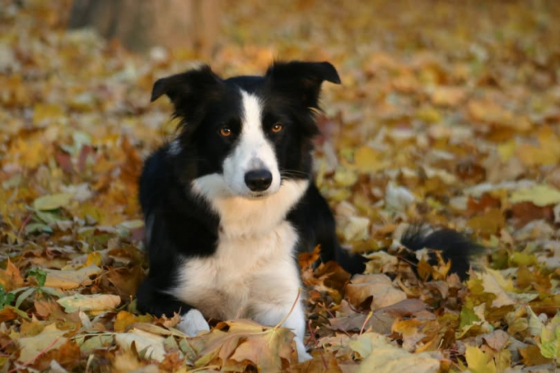 Kiwi Of Autrian Starlight